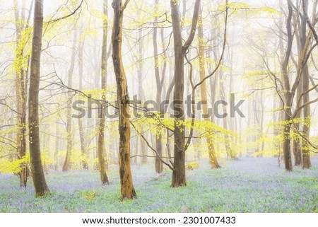 
Misty atmospheric forest woodland of beech trees and Spring bluebells (Hyacinthoides non-scripta) on a foggy morning at Harran Hill Wood in Fife, Scotland, UK.