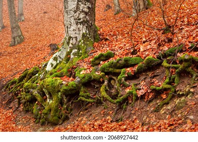 Misty and atmospheric late autumn trees in a birch forest. Vibrant fall colors and gorgeous mossy and gnarly trees.