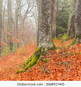 Misty and atmospheric late autumn trees in a birch forest. Vibrant fall colors and gorgeous mossy and gnarly trees.