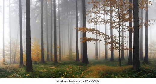 Misty Autumn Forest After Rain