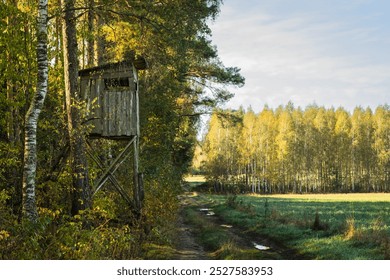 Misty autumn forest. autumn in misty forest. Morning fog in autumn forest Poland Europe, Knyszyn Primeval Forest, birch trees, spruce trees, pine trees - Powered by Shutterstock