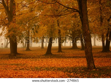 Similar – trees in the fog Fog Light