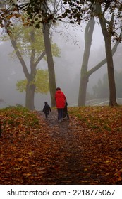 Misty Autumn Morning In The City Park.  Walk Through The Park In The Fog