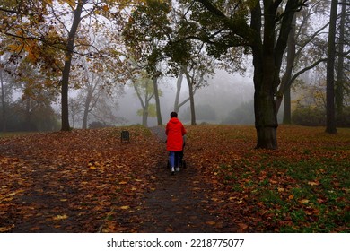 Misty Autumn Morning In The City Park.  Walk Through The Park In The Fog