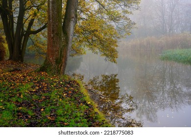 
Misty Autumn Morning In The City Park