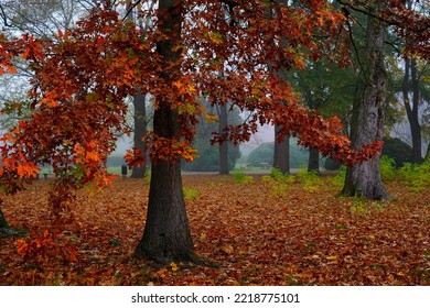 
Misty Autumn Morning In The City Park