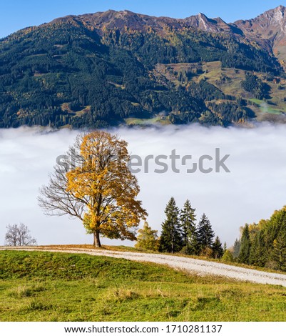 Similar – Vernebelte Herbstfärbung