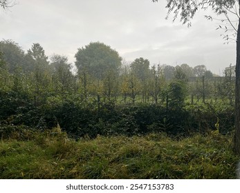 A misty autumn view of an orchard surrounded by lush greenery and trees, set under an overcast sky. A tranquil countryside scene capturing the calm beauty of nature in the early morning - Powered by Shutterstock