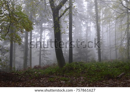 misty autumn woodland