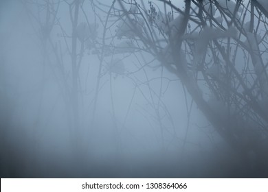 Misty Background, Atmosphere Of Silent Hill, Winter Fog