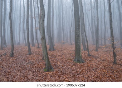 Misty Beech Forest At Medvednica Mountain