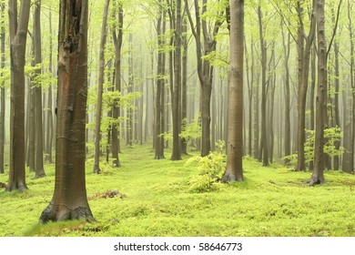 Misty beech forest on the mountain slope in a nature reserve. Picture taken in May.