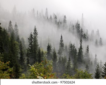 Misty Beech Forest On The Mountain Slope In A Nature Reserve.