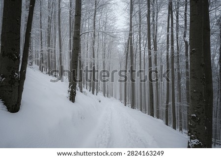 Misty Beech Forest Path Covered in Deep Fresh Snow. 
Tall beech tree trunks frame a snow-covered hiking trail disappearing into a misty winter forest. Thick white snow covers the ground and slopes, evoking a calm, atmospheric winter solitude.