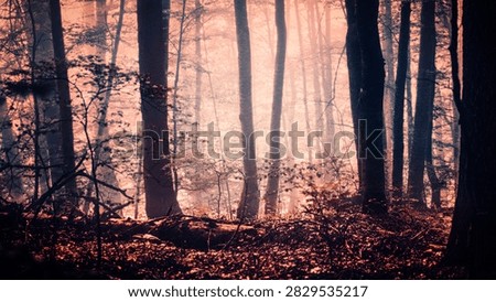 Misty beech forest of slender trunks bathed in soft pink and red autumn light