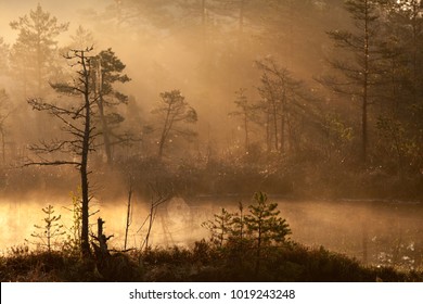 Misty Bog Landscape Of Raganu (Witches) Moorland In Kemeri Nature Reserve, Lapmezciems, Latvia