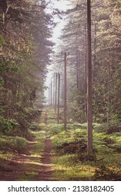 Misty And Bright Forest Path In Lithuania, Neris Regional Park. Bright Lush Fern Leaves, Tall Unused Electric Pylons. Selective Focus On The Details, Blurred Background.