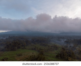 Misty clouds hover over lush terraced fields at dawn.