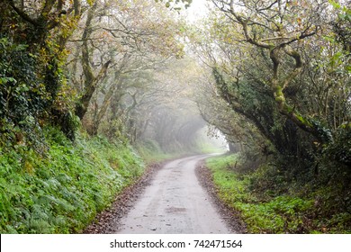 Misty Country Lane
