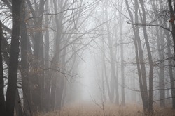 A Misty Deciduous Forest With Wet Grass And Rainsoaked Trees Creating A Mystical Atmosphere On A Rainy Day. Twigs And Trunks Are Shrouded In Fog, Enhancing The Natural Landscape