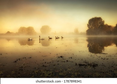Misty Derbyshire morning Sunrise swans