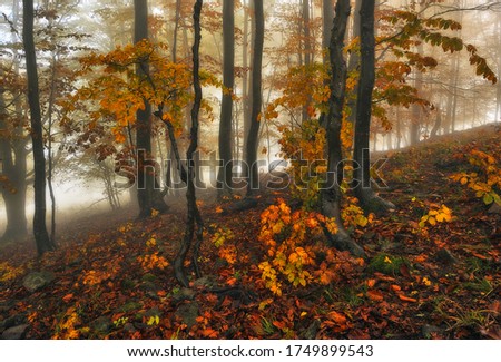 Similar – autumn forest Well-being