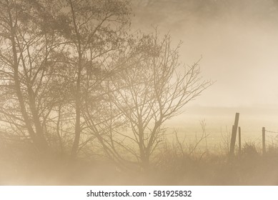 Misty fence and tree background
