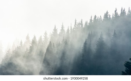 misty fir forest silhouettes on mountain hill - Powered by Shutterstock