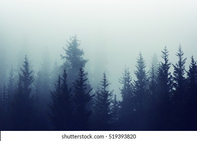 Misty fog in pine forest on mountain slopes. Color toning.
				