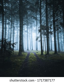 The Misty And Foggy Forest.