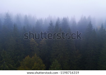 Image, Stock Photo forest lake Autumn Tree