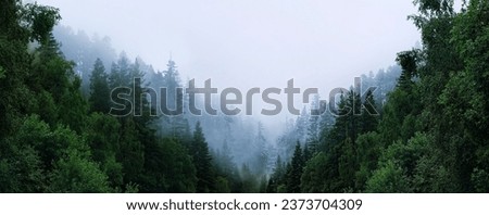 Misty foggy landscape with fir forest, abstract natural background. mystical atmosphere, beautiful nature image. Trees in fog. travel trip, journey, hiking, adventure concept. banner