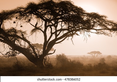 Misty Foggy Morning On African Savannah