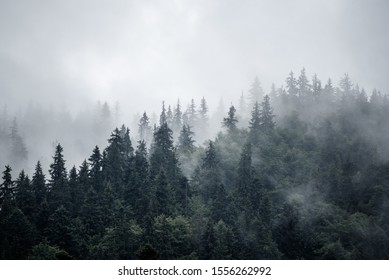 Misty foggy mountain landscape with fir forest and copyspace in vintage retro hipster style - Shutterstock ID 1556262992