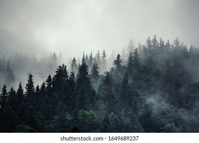 Misty foggy mountain landscape with fir forest and copyspace in vintage retro hipster style - Shutterstock ID 1649689237