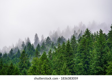 84,840 Misty pine trees Images, Stock Photos & Vectors | Shutterstock