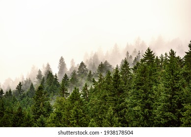 Misty foggy mountain landscape with fir forest and copyspace in vintage retro hipster style - Shutterstock ID 1938178504