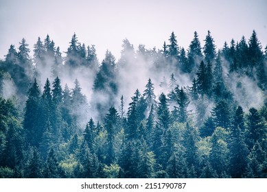 Misty foggy mountain landscape with fir forest and copyspace in vintage retro hipster style - Shutterstock ID 2151790787