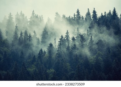 Misty foggy mountain landscape with fir forest and copyspace in vintage retro hipster style - Shutterstock ID 2338273509