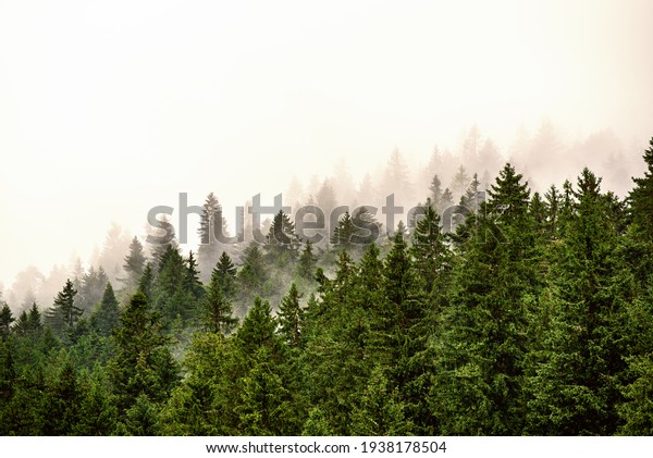 Misty foggy mountain landscape with\
fir forest and copyspace in vintage retro hipster\
style