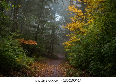 Misty Footpath In The Vienna Woods In Autumn