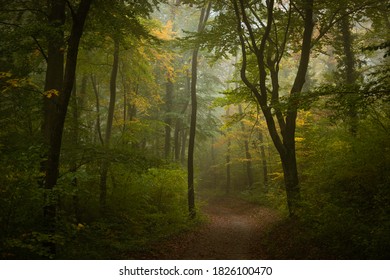 Misty Footpath In The Vienna Woods In Autumn