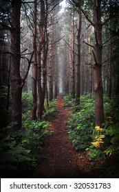 misty forest