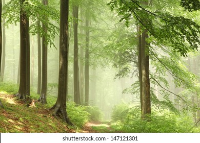 Misty Forest After The Rain In The Sunshine.