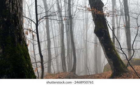 Misty Forest in Autumn. A serene yet slightly eerie scene of a misty forest during autumn or early winter, with moss-covered trees and a carpet of fallen leaves - Powered by Shutterstock