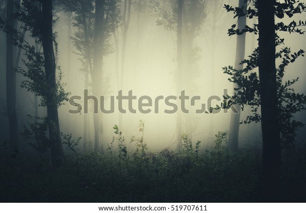 Sfondo Foresta Nebbiosa Foto Stock Modifica Ora 519707611