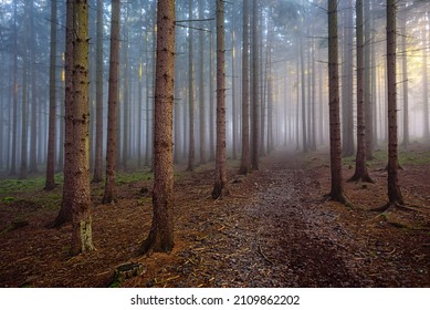 A Misty Forest In CHKO Brdy, Czechia.