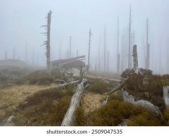 Misty forest, dead trees, eerie atmosphere - Powered by Shutterstock