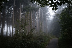The Misty Forest With Dense Vegetation  Moody, Mystical Landscape 