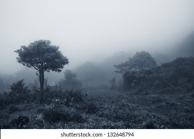 misty forest at dusk